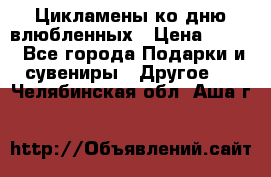 Цикламены ко дню влюбленных › Цена ­ 180 - Все города Подарки и сувениры » Другое   . Челябинская обл.,Аша г.